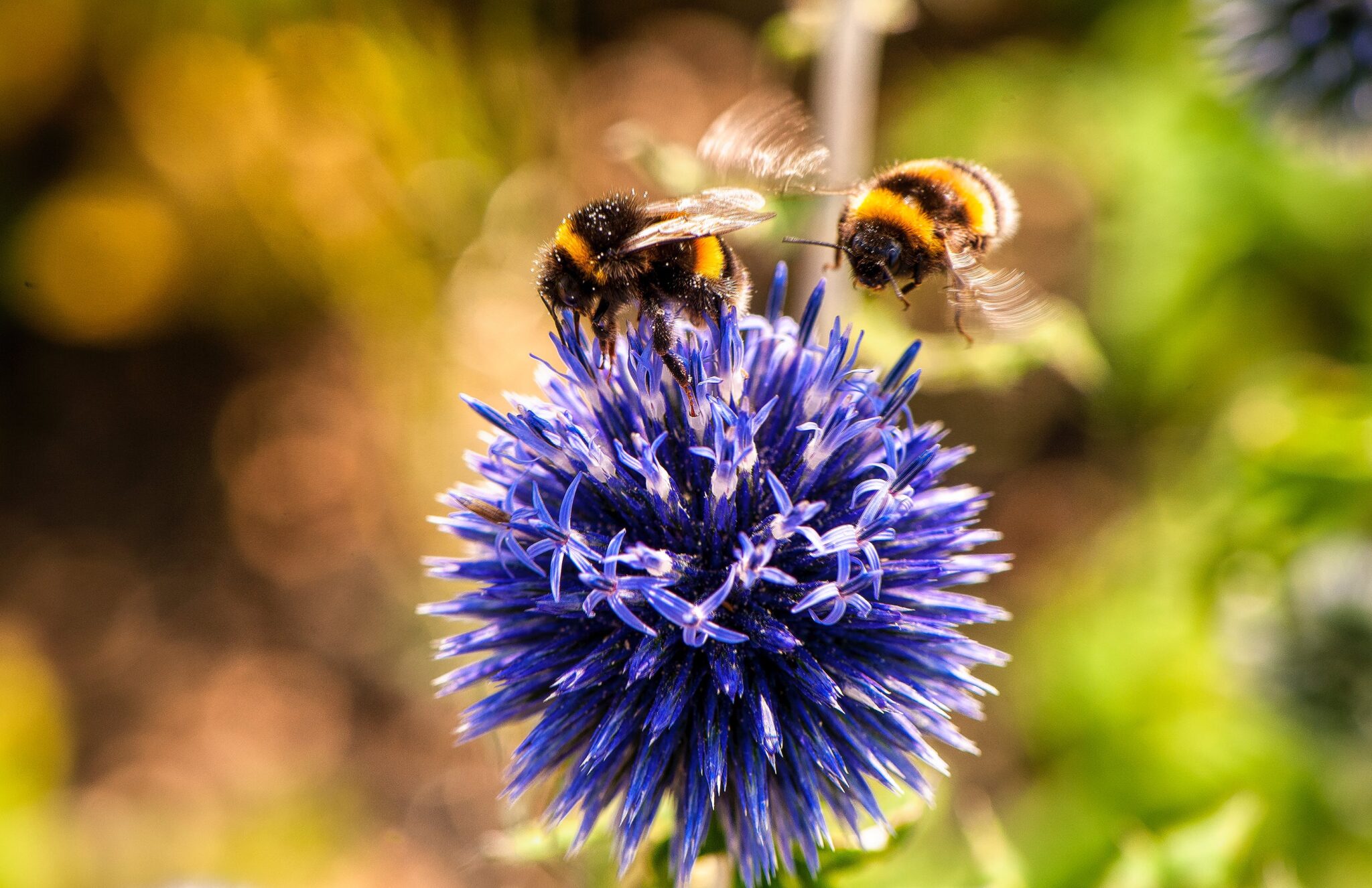 Evidence from Bees