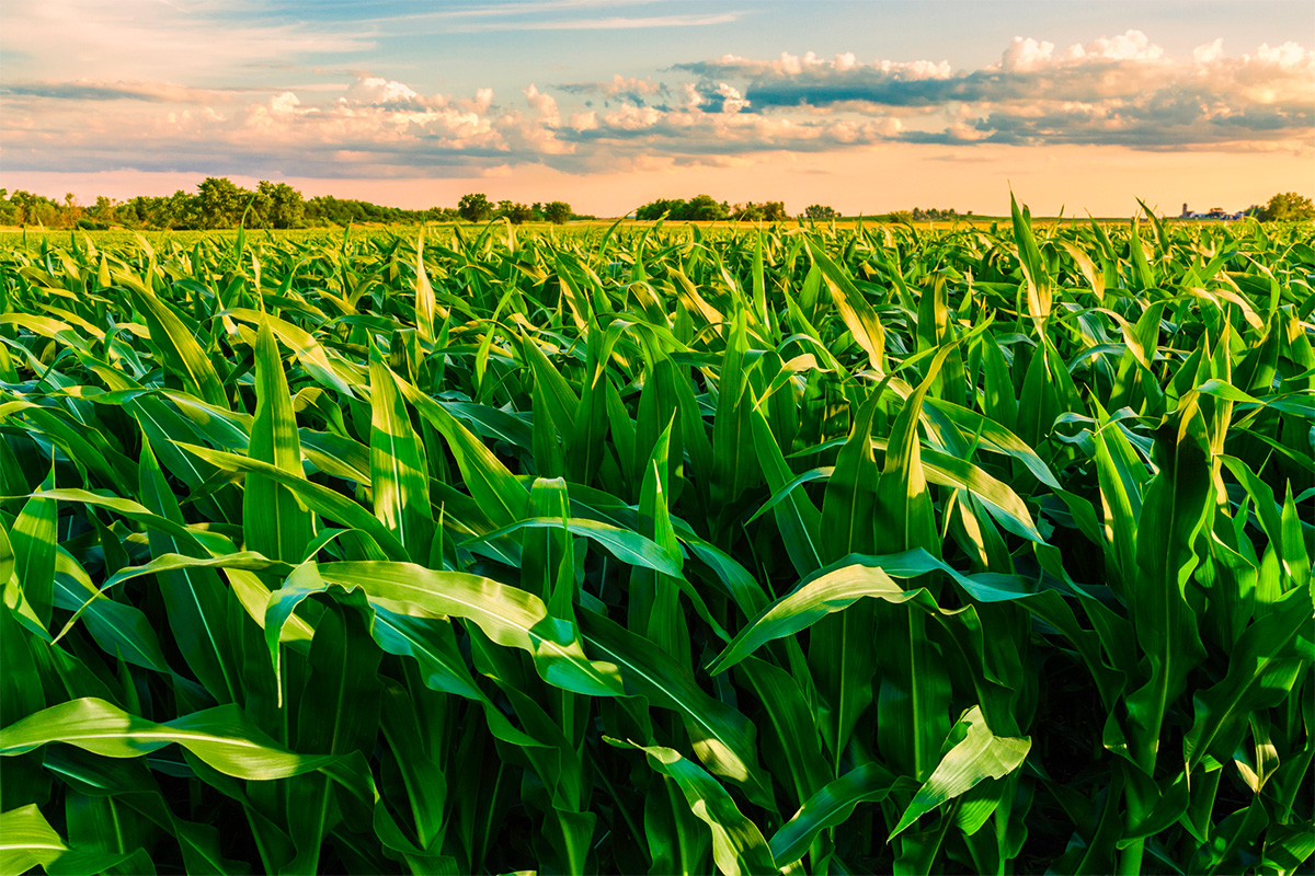 Adaptation to Climate Change